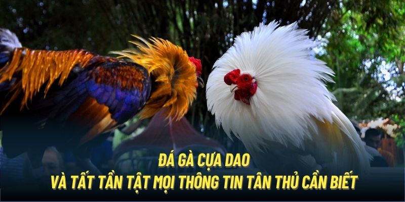 Đá gà cựa dao và tất tần tật mọi thông tin tân thủ cần biết