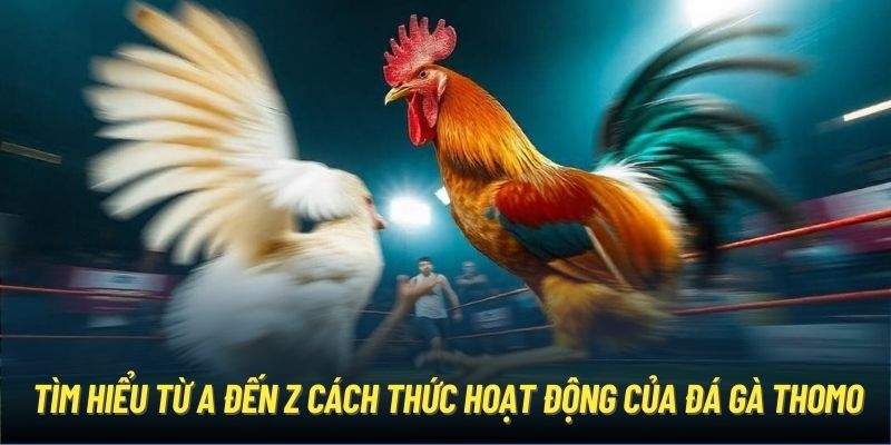 Tìm hiểu từ A đến Z cách thức hoạt động của đá gà Thomo